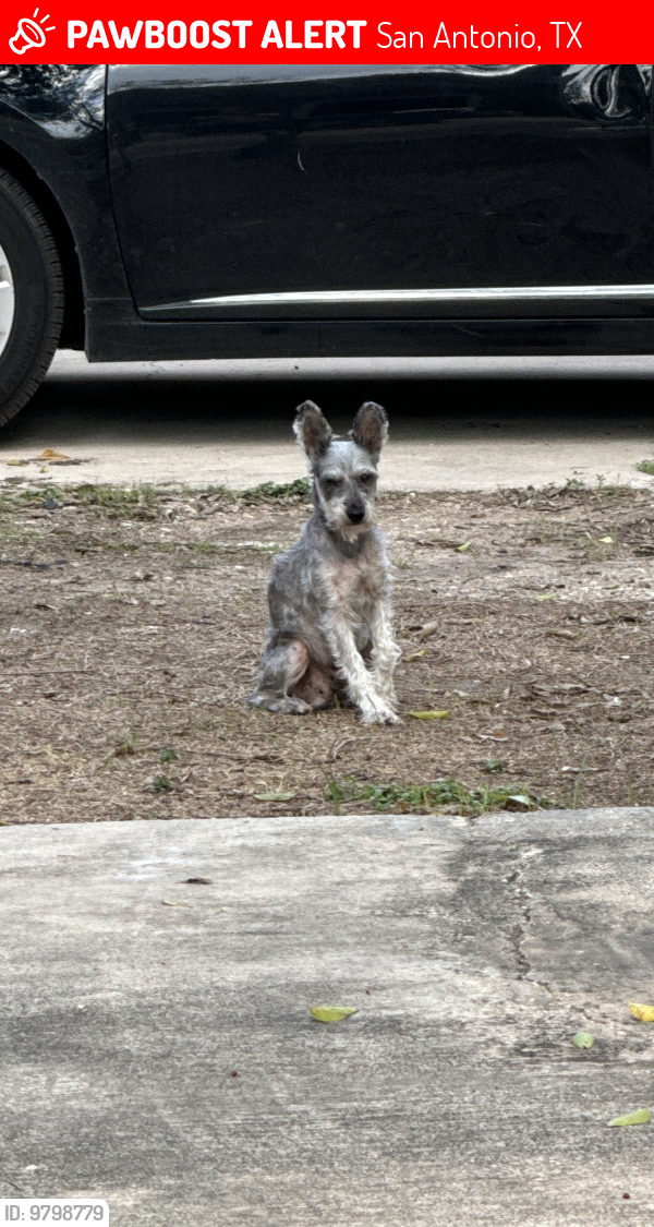 Lost Male Dog last seen Piedmont Ave & Highland Ave, San Antonio, TX 78210