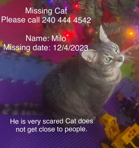 Lost Male Cat last seen Roby rd, Fairland, MD 20904