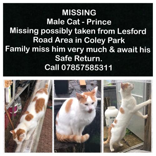 Lost Male Cat last seen Lesford Road, Coley park allotment, Coley Park, England RG1 6UZ