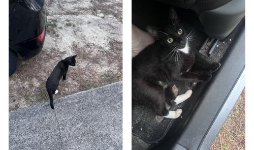 Lost Male Cat last seen Heritage Woods, New Hanover County, NC 28412