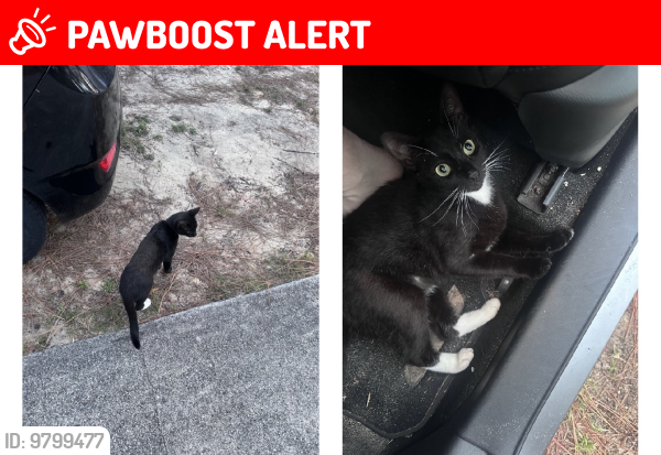 Lost Male Cat last seen Heritage Woods, New Hanover County, NC 28412