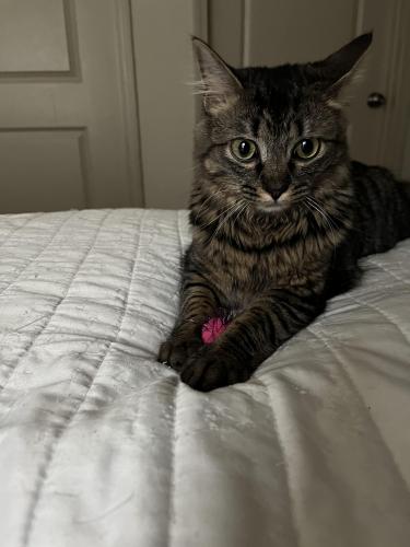 Lost Female Cat last seen Tryon Rd and Trailwood Hills Drive, Raleigh, NC 27603