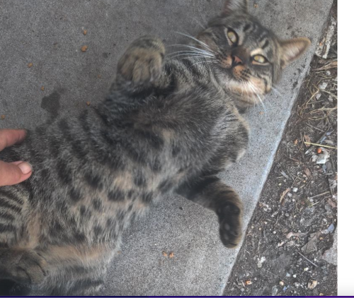 Lost Male Cat last seen Near sweetwater rd, Bonita, CA 91902