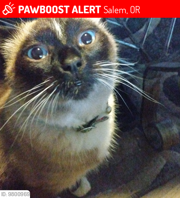 Lost Male Cat last seen Orchard Heights Rd , Salem, OR 97304