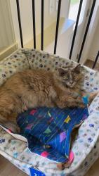 Lost Female Cat last seen Northwest of Hwy 18 in Spencer, Iowa, Spencer, IA 51301