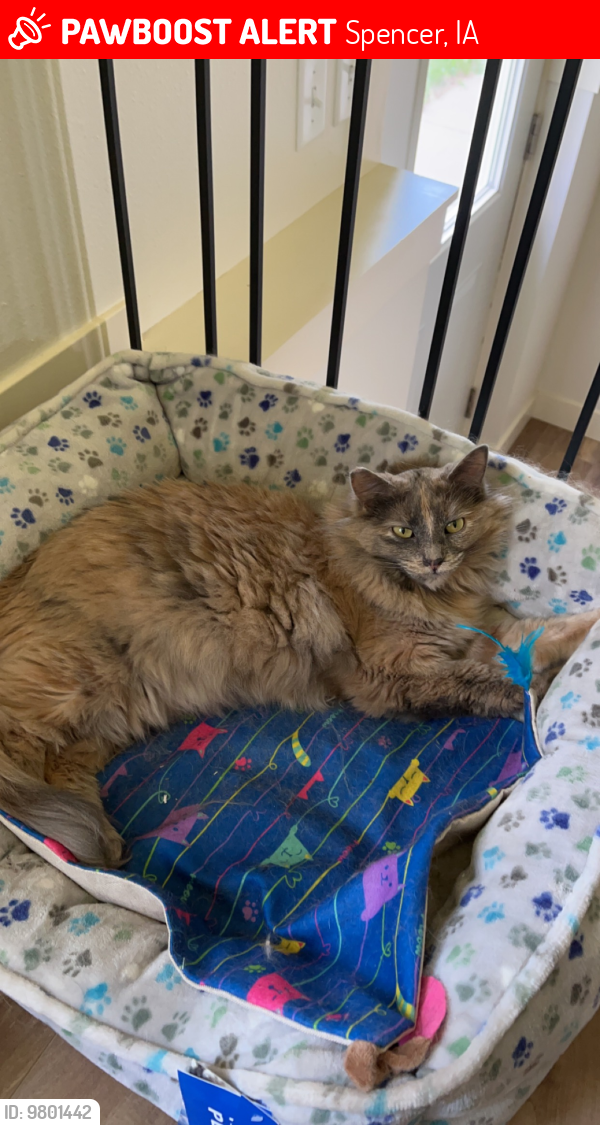 Lost Female Cat last seen Northwest of Hwy 18 in Spencer, Iowa, Spencer, IA 51301