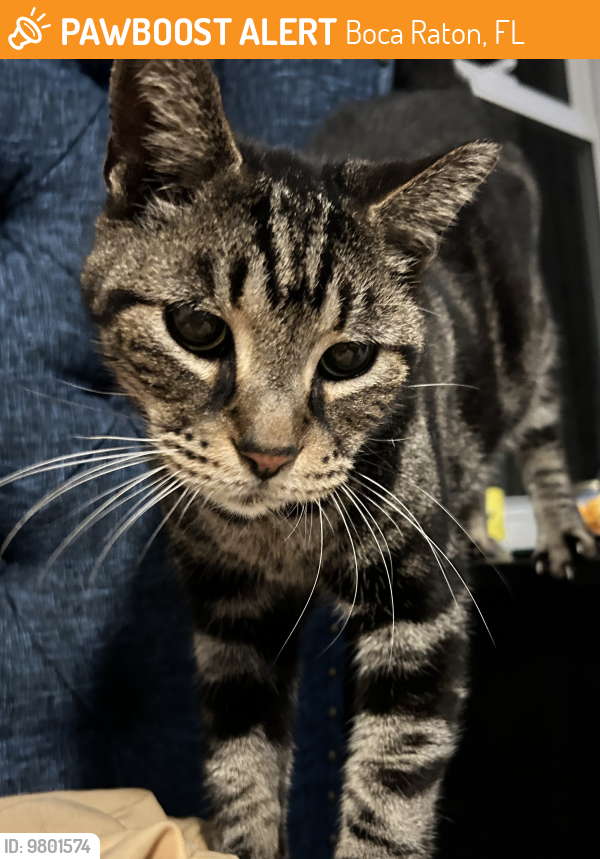 Found/Stray Unknown Cat last seen Waterside Boca Raton , Boca Raton, FL 33486