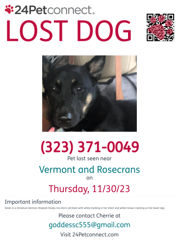 Lost Female Dog last seen Vermont and El Segundo, Gardena, CA 90247