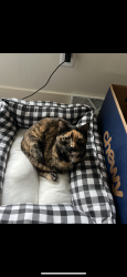Lost Female Cat last seen Northwest of Hwy 18, Spencer, IA 51301