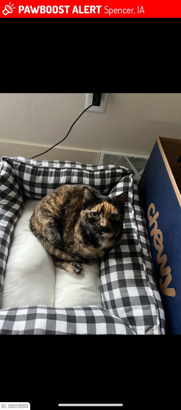 Lost Female Cat last seen Northwest of Hwy 18, Spencer, IA 51301