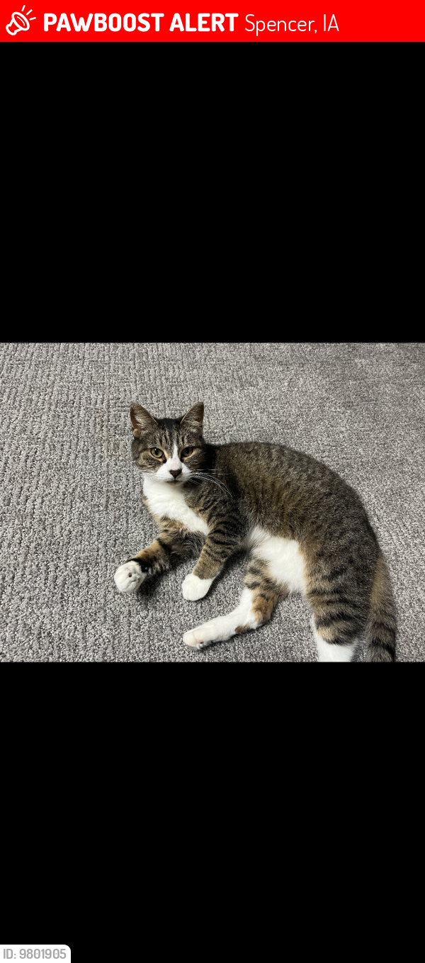 Lost Female Cat last seen Northwest of Hwy 18, Spencer, IA 51301