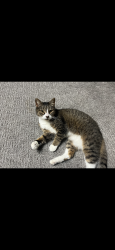 Lost Female Cat last seen Northwest of Hwy 18, Spencer, IA 51301