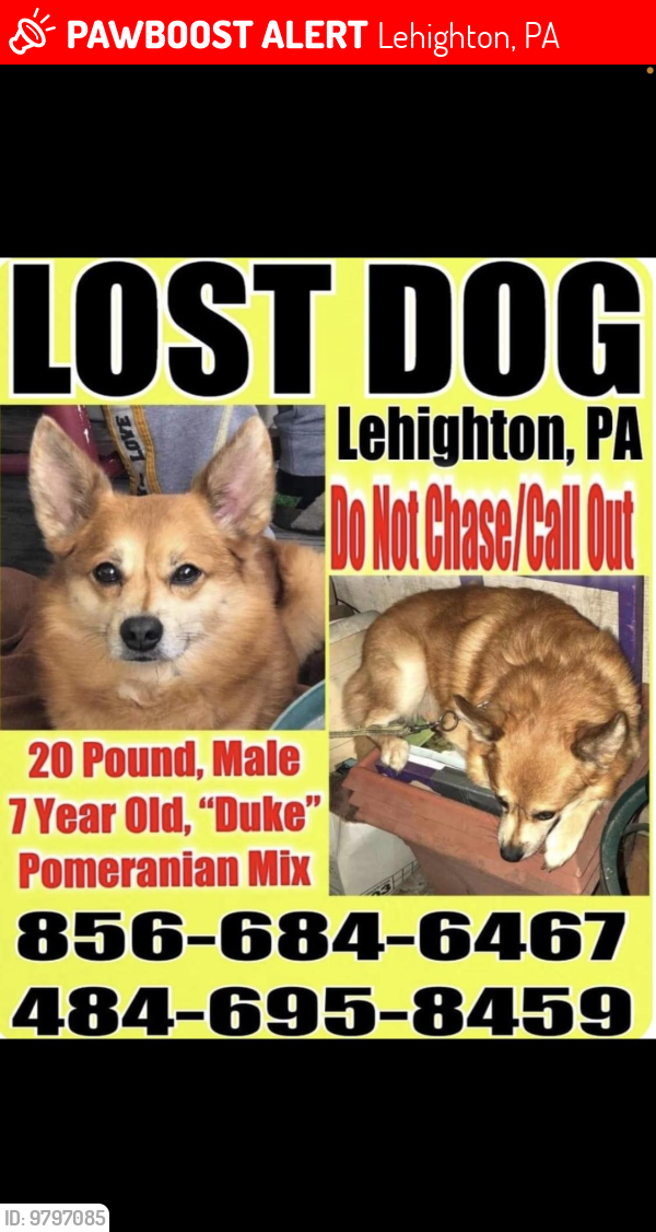 Lost Male Dog last seen Mahoning Dr., Carbon County, PA 18235