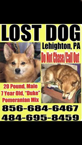 Lost Male Dog last seen Mahoning Dr., Carbon County, PA 18235