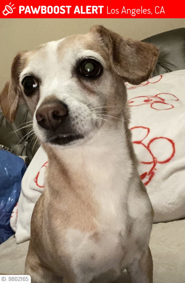 Lost Female Dog last seen Manchester and Broadway , Los Angeles, CA 90003