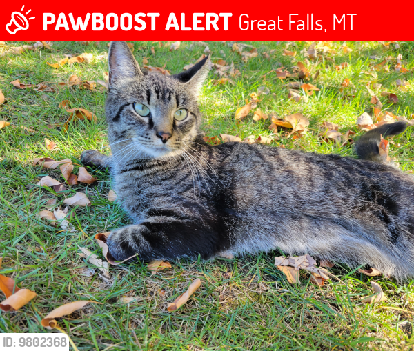 Lost Female Cat last seen 14th Street and 6th Avenue NW, Great Falls, MT 59404