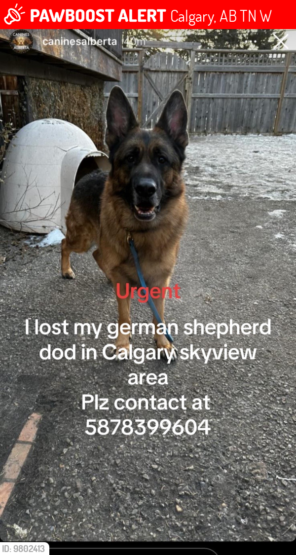 Lost Male Dog last seen Skyview ranch landing NE , Calgary, AB T3N 0W2