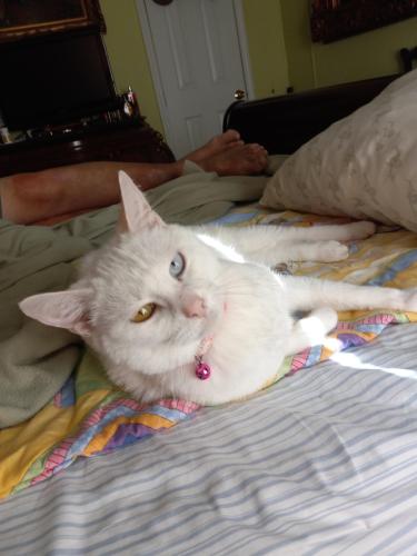 Lost Female Cat last seen  Woodcrest Dr., Panama City, FL 32409