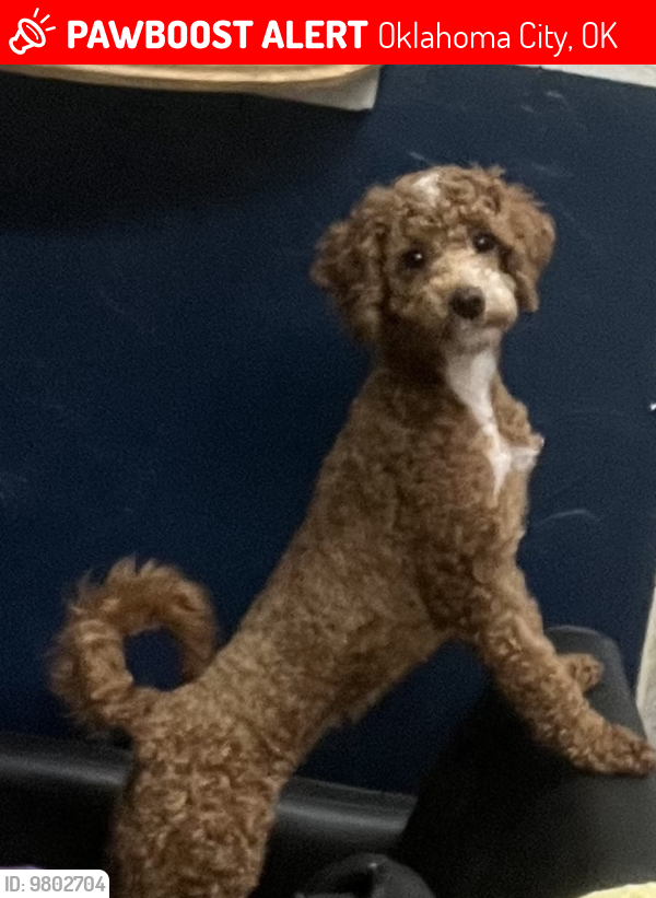 Lost Female Dog last seen Near n MacArthur , Oklahoma City, OK 73132
