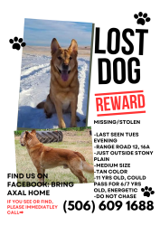 Lost Male Dog last seen Range Road 12, South of 16A, Stony Plain, AB 