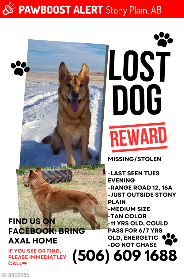Lost Male Dog last seen Range Road 12, South of 16A, Stony Plain, AB 