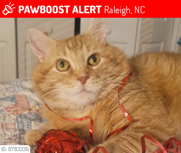 Lost Male Cat last seen Near Avent Ridge Road, Raleigh, NC 27606