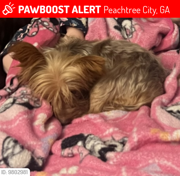 Lost Female Dog last seen Wynnmeade Parkway, Peachtree City, Ga , Peachtree City, GA 30269
