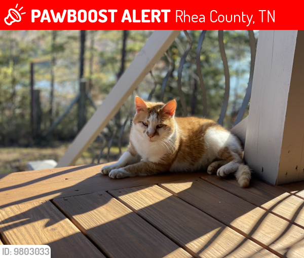 Lost Male Cat last seen Roddy road, spring city, Rhea County, TN 37381