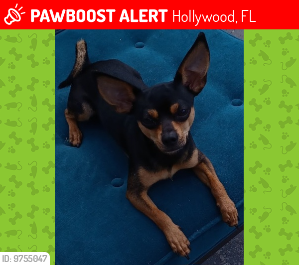 Lost Male Dog last seen Near Farragut Street Hollywood Florida 33021 , Hollywood, FL 33021