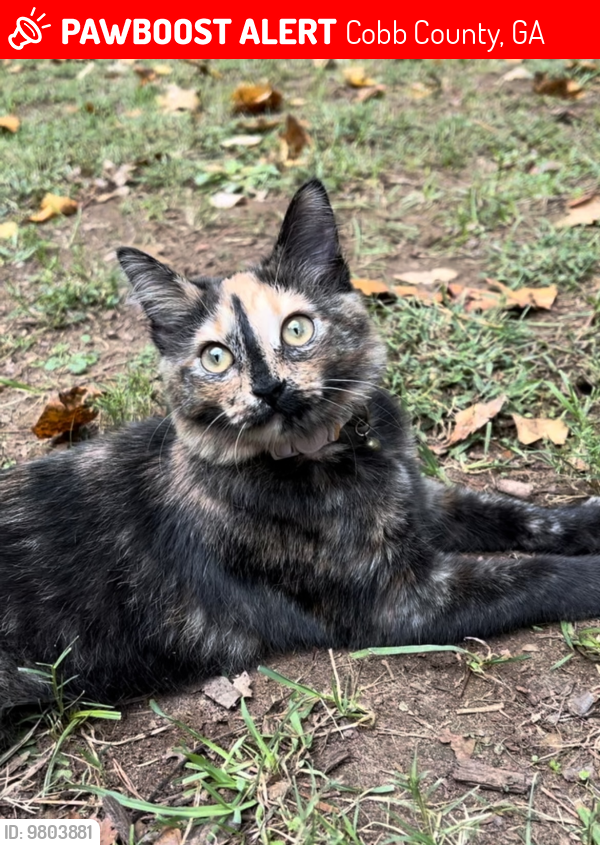 Lost Female Cat last seen Arbor Bridge Neighborhood , Cobb County, GA 30066