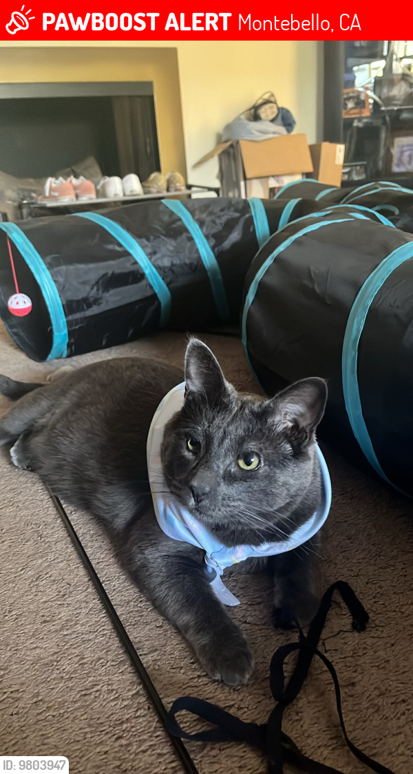 Lost Male Cat last seen Montebello, Montebello, CA 90640