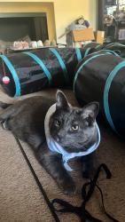 Lost Male Cat last seen Montebello, Montebello, CA 90640
