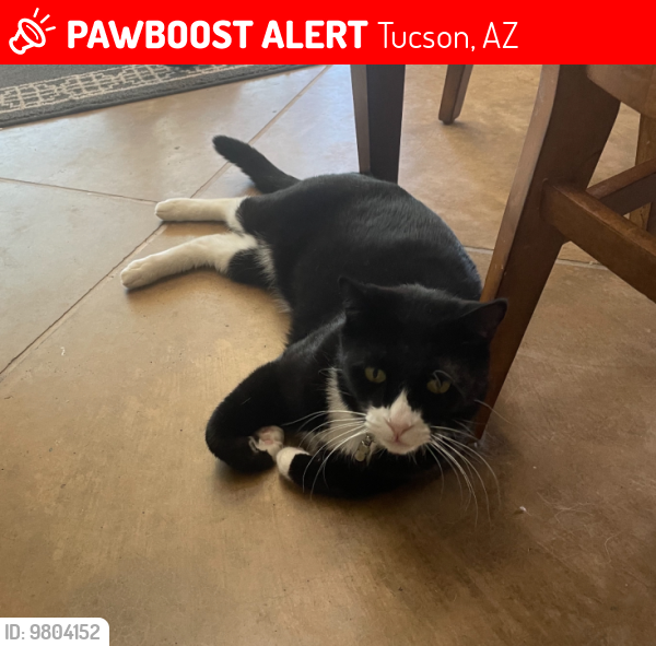 Lost Male Cat last seen South thunder sky way, Tucson, AZ 85747