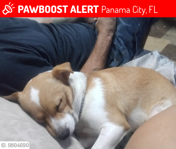 Lost Female Dog last seen Michagan Ave & 24th Street, Panama City, FL 32405