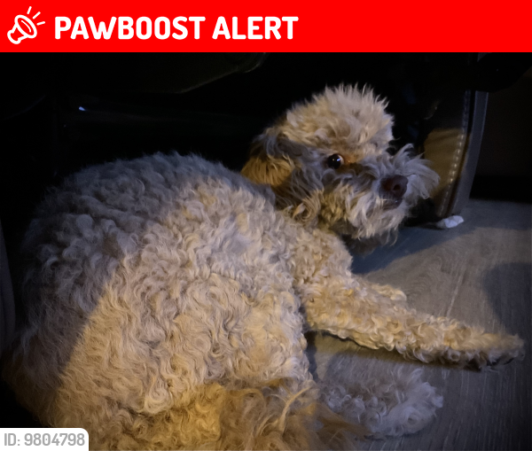 Lost Female Dog last seen Near th st nw , Los Ranchos de Albuquerque, NM 87107