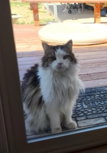 Lost Female Cat last seen Stetson Ct and Westmoreland , Colorado Springs, CO 80907