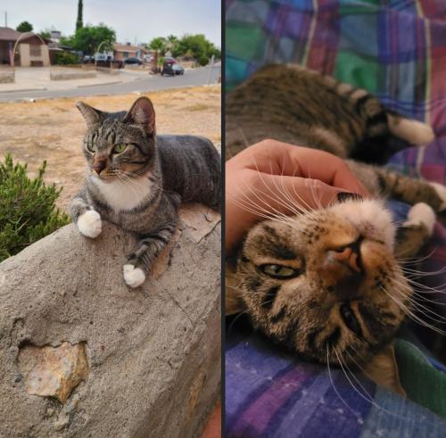 Lost Female Cat last seen Eastwood area , El Paso, TX 79925