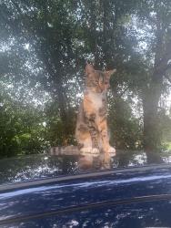 Reunited Female Cat last seen 9th bixby burtonwood and nowlinbury, Ferry Pass, FL 32514