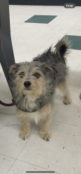 Lost Male Dog last seen 5th ave Chico ca, Chico, CA 95928