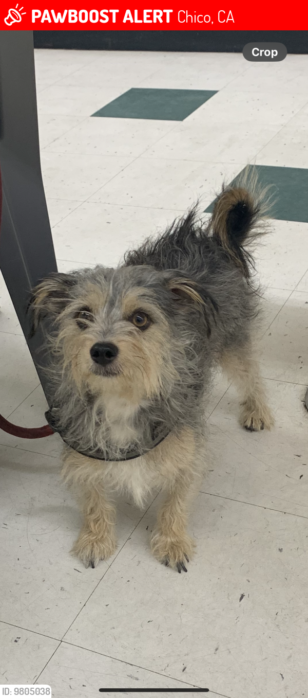 Lost Male Dog last seen 5th ave Chico ca, Chico, CA 95928