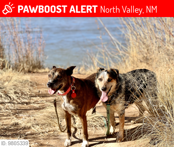 Deceased Female Dog last seen Alameda, NM, North Valley, NM 87114