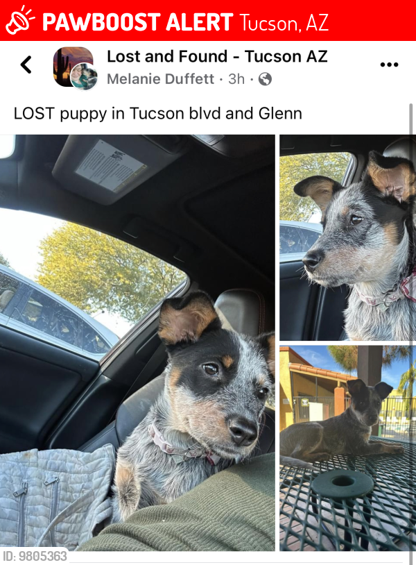 Lost Female Dog last seen Near N Tucson Blvd, Tucson, AZ 85716