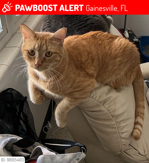 Lost Male Cat last seen Innermost driveway inside Tanglewood apmts , Gainesville, FL 32608