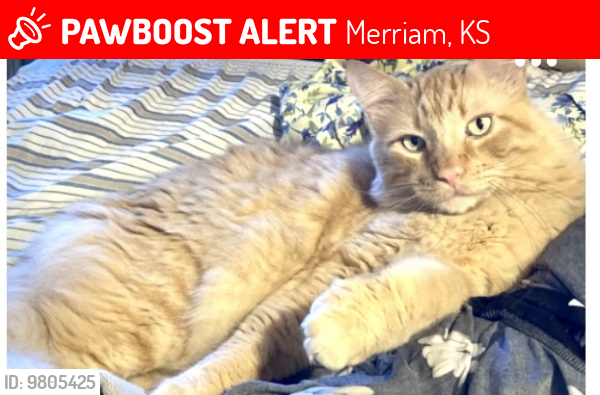 Lost Male Cat last seen 63rd and Mastin near Merriam Park Elementary , Merriam, KS 66203
