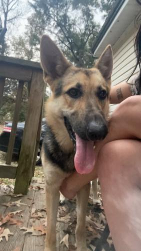 Lost Female Dog last seen bloxham cutoff , Crawfordville, FL 32327