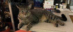 Lost Male Cat last seen Sea Pines Neighborhood , Brunswick County, NC 28461
