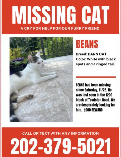 Lost Male Cat last seen Cross Street of Bellview and Towlston , Great Falls, VA 22066