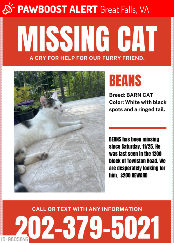 Lost Male Cat last seen Cross Street of Bellview and Towlston , Great Falls, VA 22066