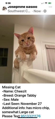 Lost Male Cat last seen Marist Lane and Apalache close to men’s prison and chafey college, Chino, CA 91710