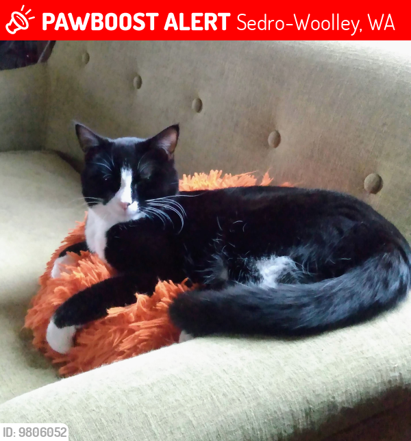 Lost Female Cat last seen Claybrook, Sedro-Woolley, WA 98284